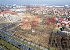 Palma rentDji 0848