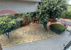 Palma rentImg-1454