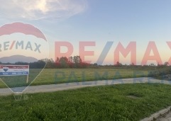 Palma rentImg-0663