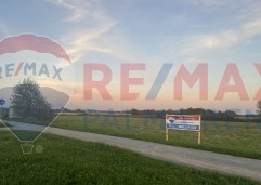 Palma rentImg-0664