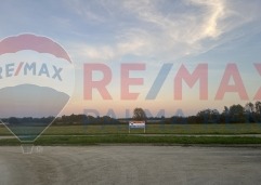 Palma rentImg-0665
