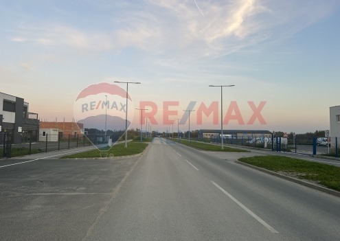 Palma rentImg-0666