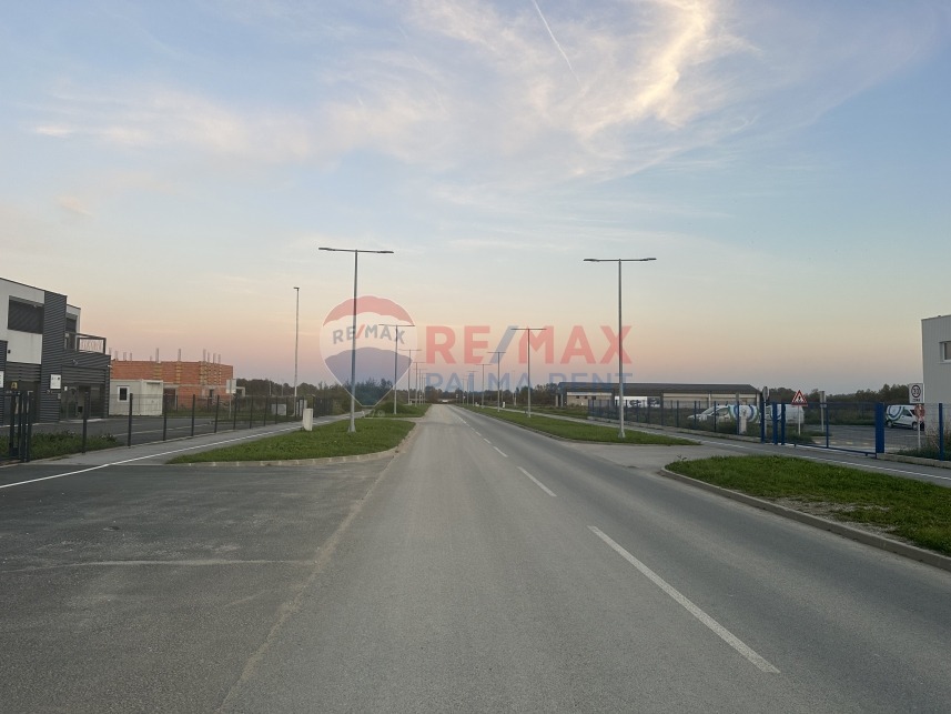 Palma rentImg-0666